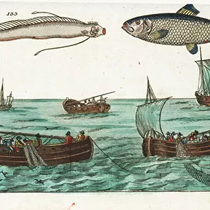 Herring, oarfish and drift-net fishing