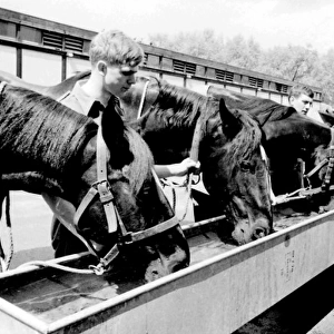 Horses drinking from troughs