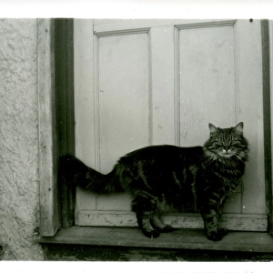 Hullbridge Cat, Hullbridge, Essex