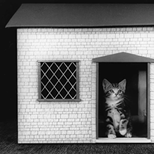 Kitten in a dolls house