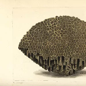 Lace coral, Alveopora retipora