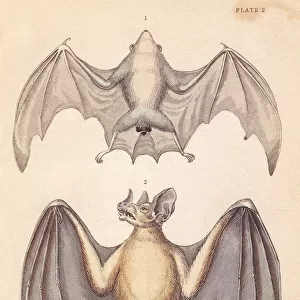 Northern ghost bat and spectral bat