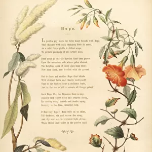 Poem with floral border of ukshi and trumpet vine