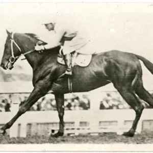 Silvius, Australian race horse