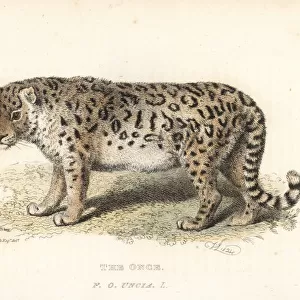 Snow leopard or ounce, Panthera uncia. Endangered