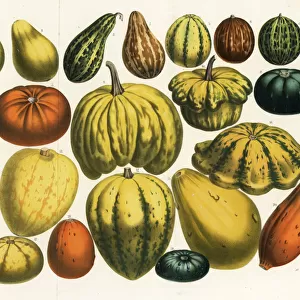 Varieties of squash, pumpkin and gourd, Cucurbita pepo