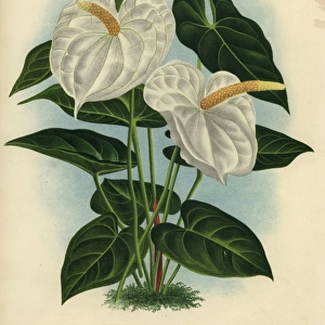 White flamingo flower or anthurium lily, Anthurium