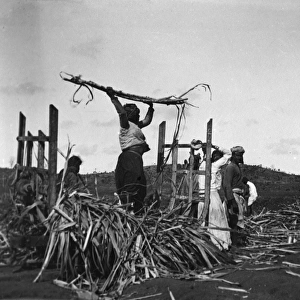Workers in the sugar fields, Fiji, South Pacific
