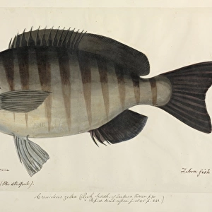 Zebra fish illustration