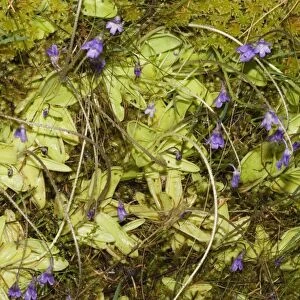 Butterwort - an inconspicous insectivorous plant in flower Ben Eighe National Nature Reserve, Scotland. Small insects settling on the rosette of fleshy leaves are caught in the viscid secretion