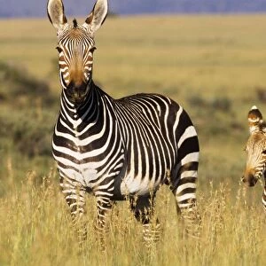 Cape Mountain Zebra - with young