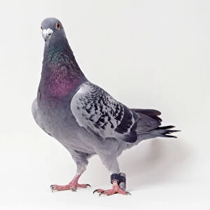 Pigeons Related Images