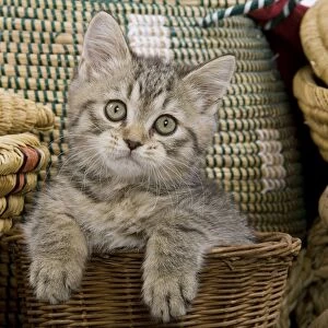 Cat - British Shorthair - 8 week old kitten in basket