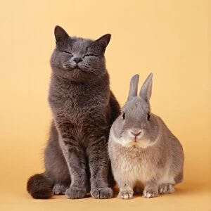 Cat - with Rabbit