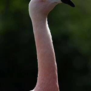 Chilean Flamingo-detailed study of neck and head, Washington WWT, Tyne and Wear UK