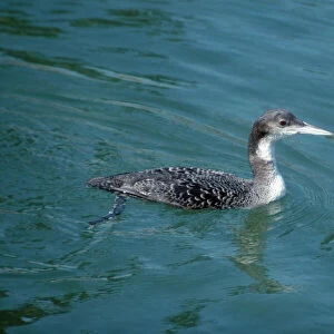 Common Loon / Great Northern Diver