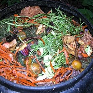 Compost - variety of kitchen waste including vegetable peelings cardboard and fruit peelings in top of black plastic recycled composting bin UK