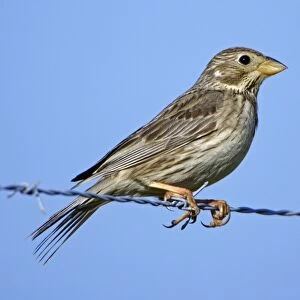 Corn Bunting - perched on fence wire, Extremadura, Spain