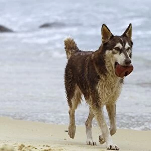 Dog - playing on the beach - Venezuela