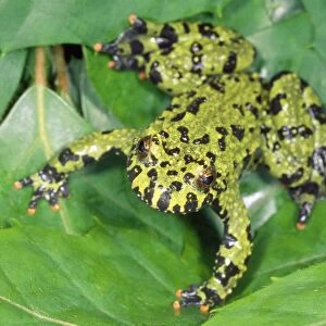 Fire-bellied Toad - native to Central & South Asia