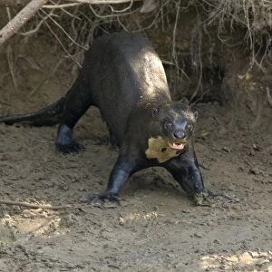 Giant Otter - Pantanal - Brazil