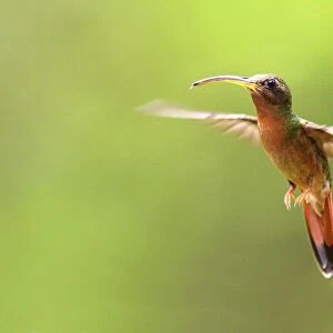 Rufous Breasted Hermit