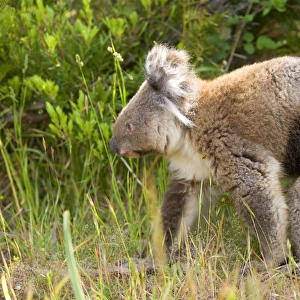 Koala - adult koala which came down with the deadly illness Chlamydia pecorum, also called koala aids, walks on the ground in a coastal eucalypt forest