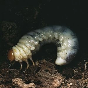 Larva of Lesser Stag Beetle