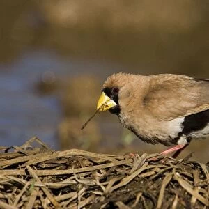Masked Finch - Near an overflowing cattle trough along the Gibb River Road, Kimberley, Western Australia