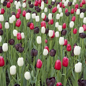 Mixed Tulip Flower Beds Keukenhof Gardens Netherlands PL001747