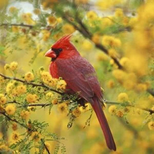 Northern Cardinal TOM 474 Male in Huisache tree, spring, Texas, USA. Cardinalis cardinalis © Tom & Pat Leeson / ardea. com