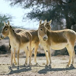 Onager / Persian Wild Ass - Central Asia JPF17028