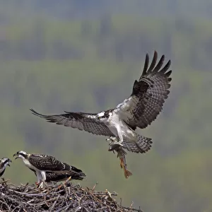 Ospreys Related Images
