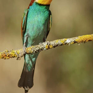 Bee Eaters Related Images