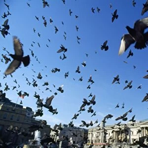 Pigeons - large flock in Trafalgar Square - London - UK