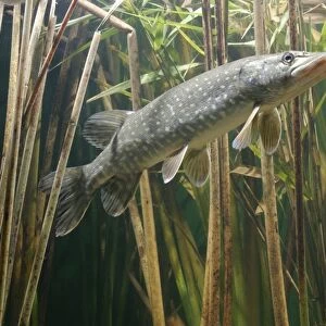 Pike - side view in reeds Bedfordshire UK