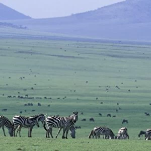 Plains Zebra - grazing on the hills of Lamuta - Ngorongoro Conservation Area, Tanzania