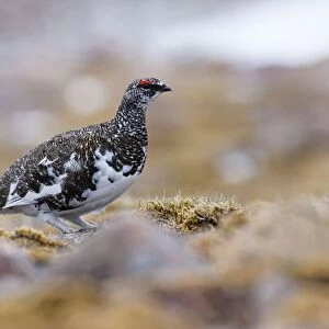 Ptarmigan - adult male in summer plumage, Cairngorms, Scotland, UK