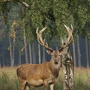 Red deer - stag. Germany
