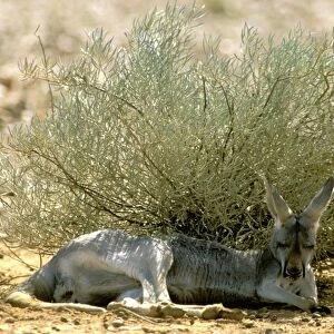 Red Kangaroo - Sleeping in shade during heat - Australia JPF43190