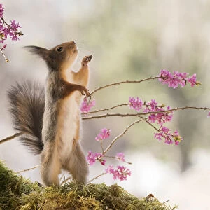 Red Squirrel looking up between Daphne mezereum flower branches