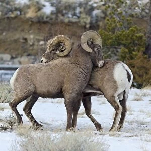Rocky Mountain Bighorn Sheep - rams shoving and kicking one another in dominance display (this often leads to fighting / head butting) during fall rut - in Autumn snow - Rocky Mountains - Wyoming - USA _E7C2813