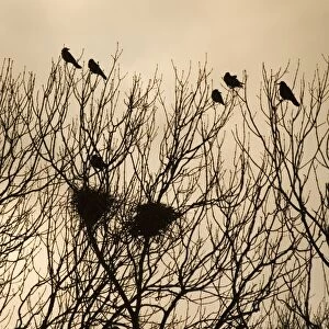 Rook - Roosting in tops of trees in winter Suffolk UK