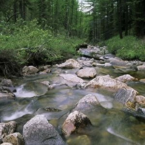 Russia - a typical small river in taiga-forest of Sengilen mountain range; June; South Tuva Tu32. 3134