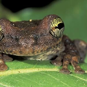 Slender-legged Treefrog - Giant Broad-headed Treefrog - Tuparro National Park - Colombia