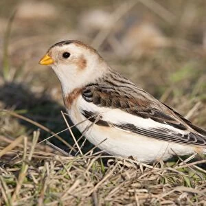 Snow Bunting - Single adult male foraging for seed in grass. Norfolk, UK