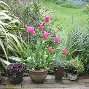 Spring garden Jaqueline pink tulips