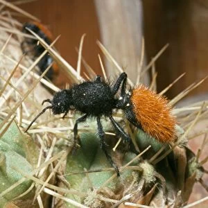 Velvet Ant Wasp - Mojave Desert Region - California Family: mutillidae