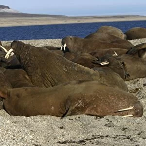 Whiskered / Atlantic Walrus - group sleeping