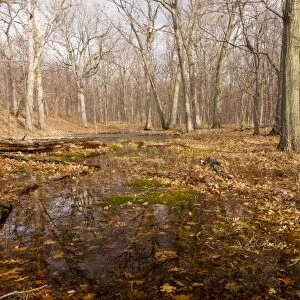 White Oak and Northern Red Oak woodland in Peebles Island State Park, Albany, New York